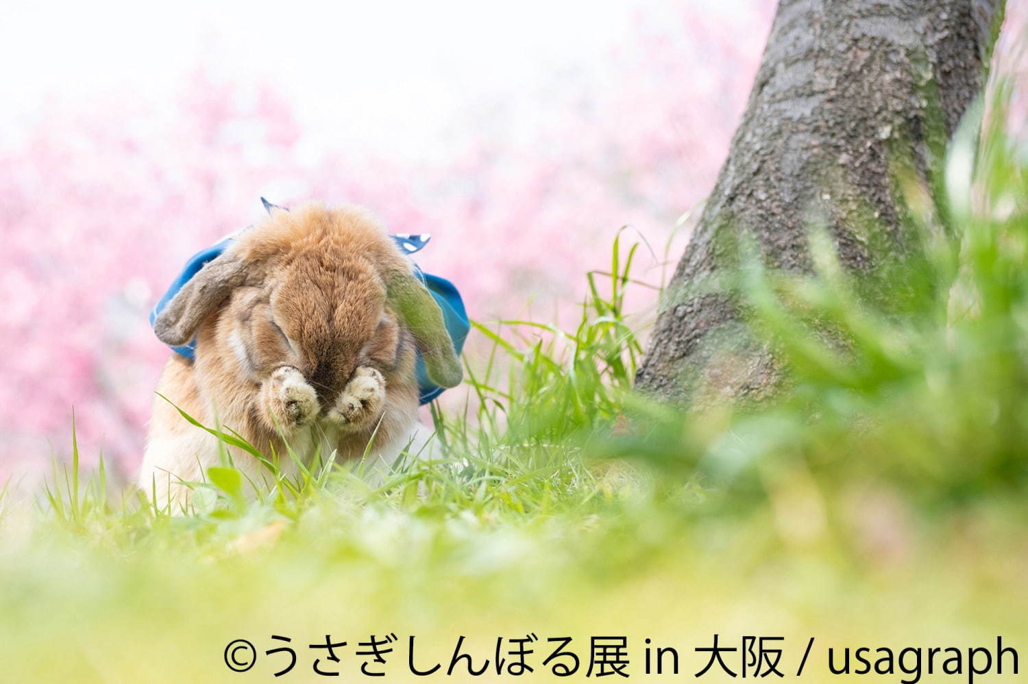 うさぎの合同写真＆物販展「うさぎしんぼる展」大阪初上陸、うさぎグッズなどルクア大阪で販売｜写真6