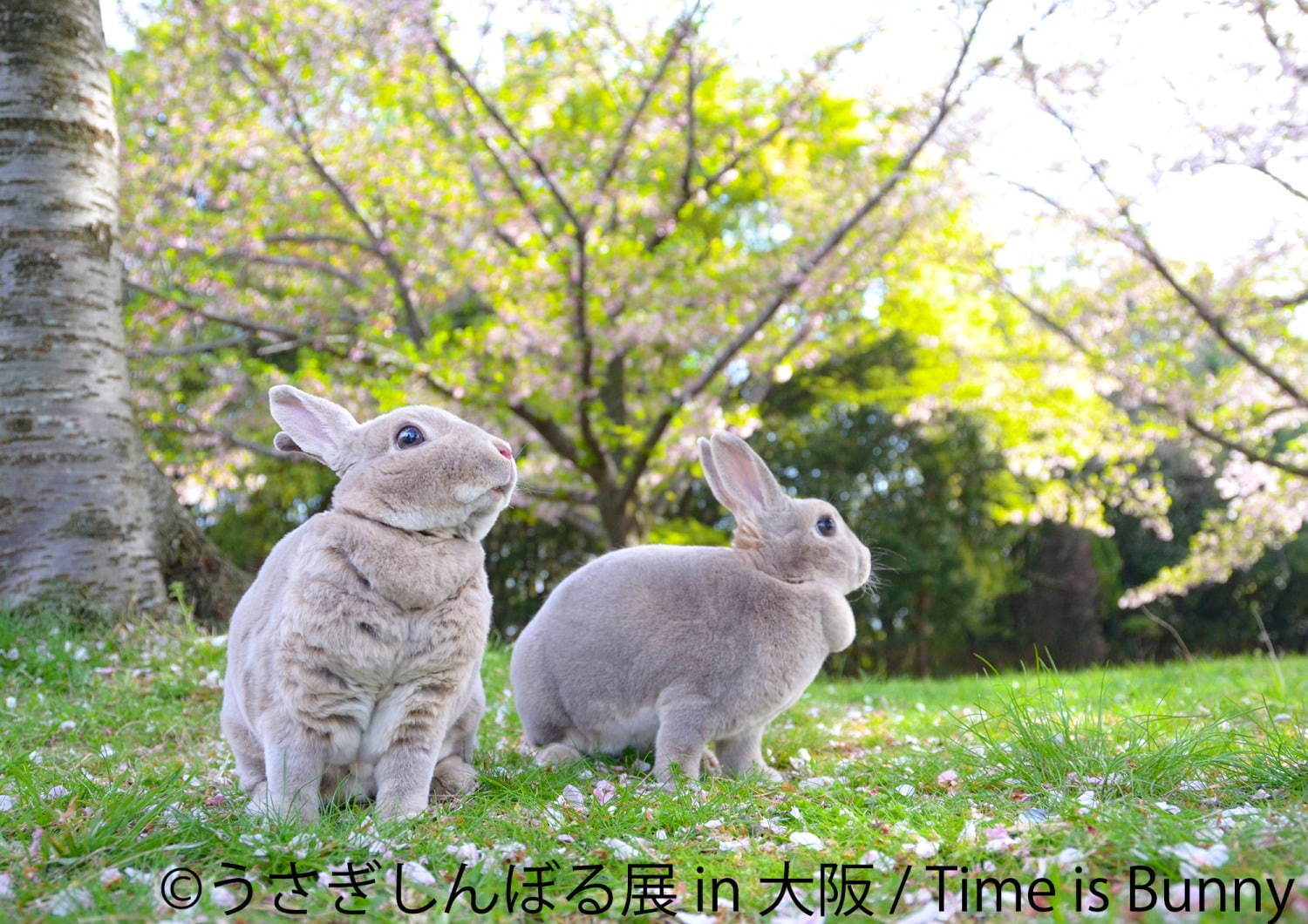 うさぎの合同写真＆物販展「うさぎしんぼる展」大阪初上陸、うさぎグッズなどルクア大阪で販売｜写真4