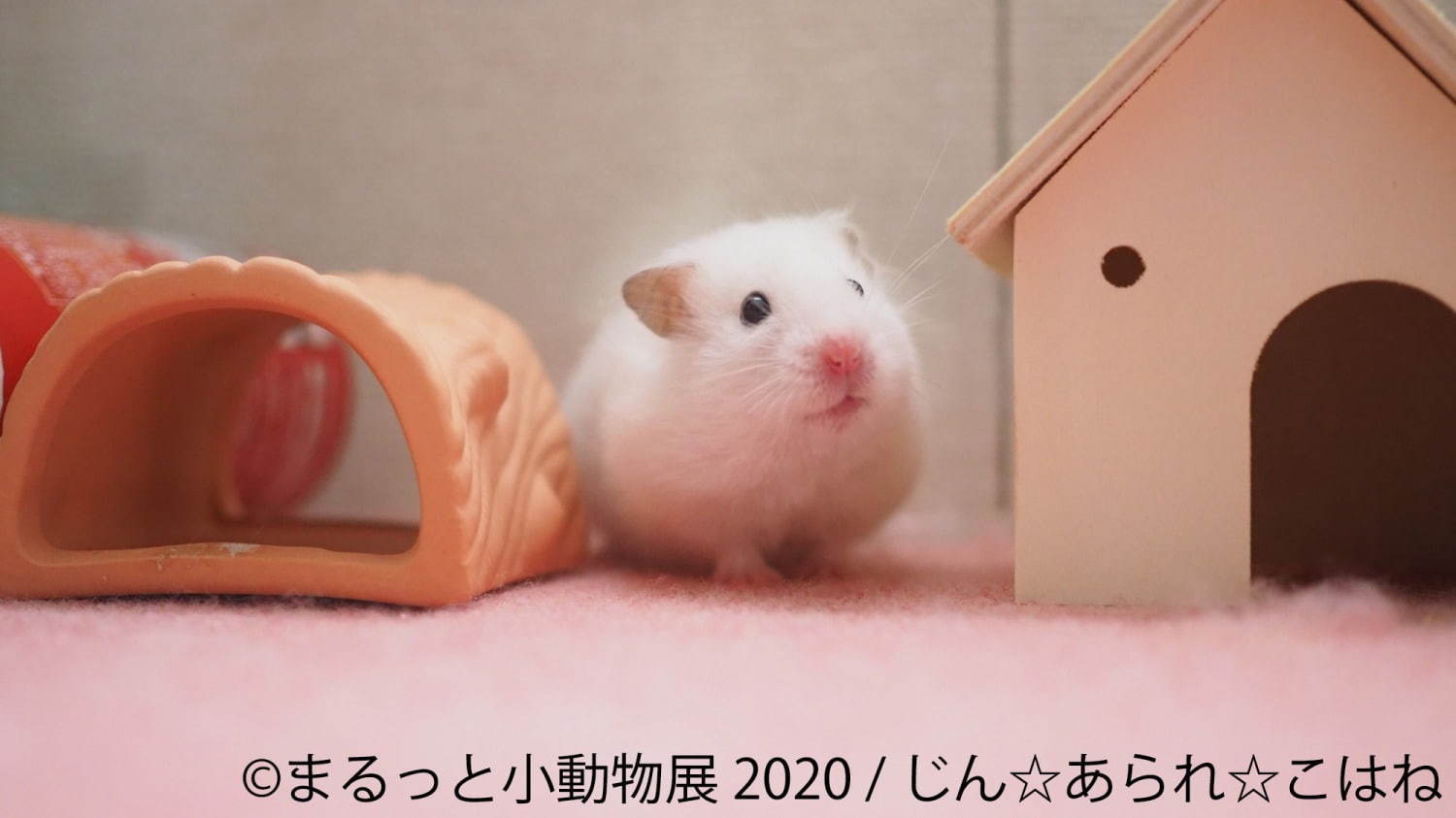 写真展＆物販展「まるっと小動物展」名古屋・東京で - フェレット＆デグーが新登場、過去最大規模に｜写真12