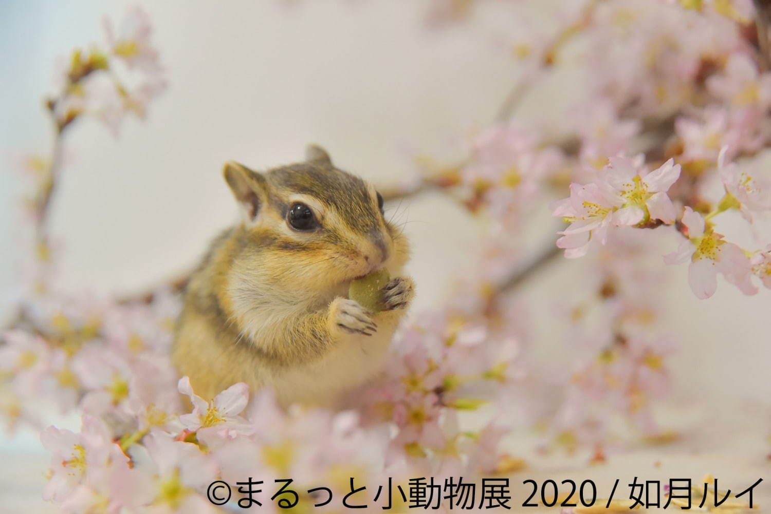 写真展＆物販展「まるっと小動物展」名古屋・東京で - フェレット＆デグーが新登場、過去最大規模に｜写真1