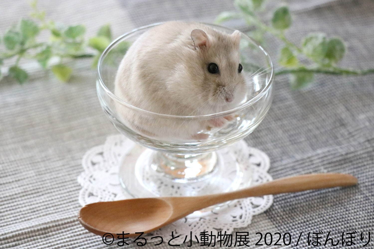 写真展＆物販展「まるっと小動物展」名古屋・東京で - フェレット＆デグーが新登場、過去最大規模に｜写真15