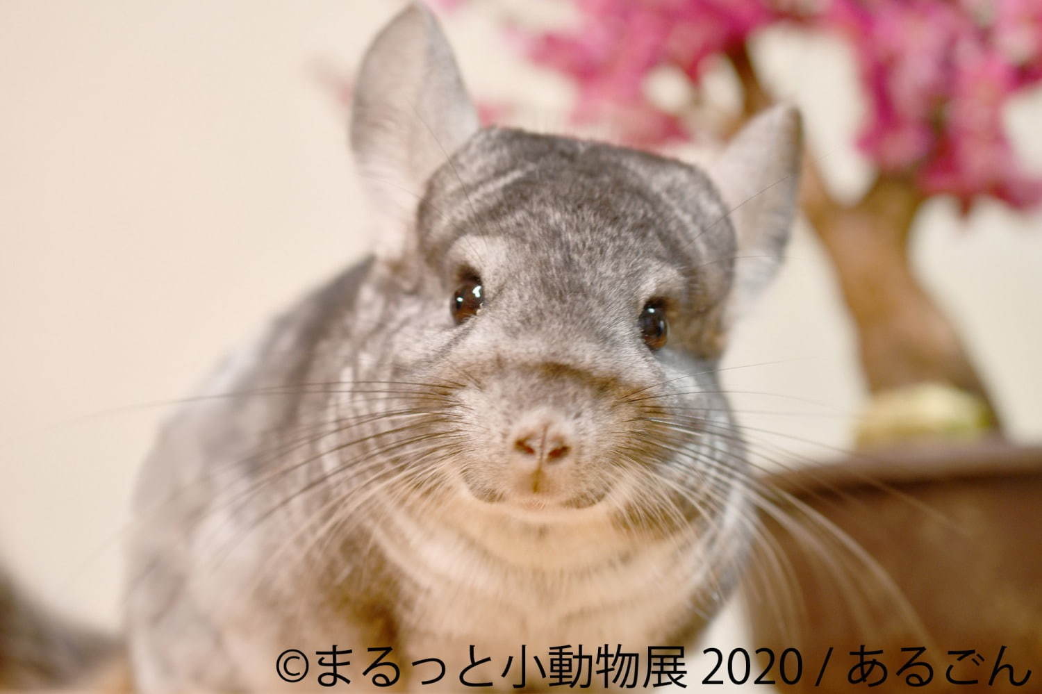 写真展＆物販展「まるっと小動物展」名古屋・東京で - フェレット＆デグーが新登場、過去最大規模に｜写真9