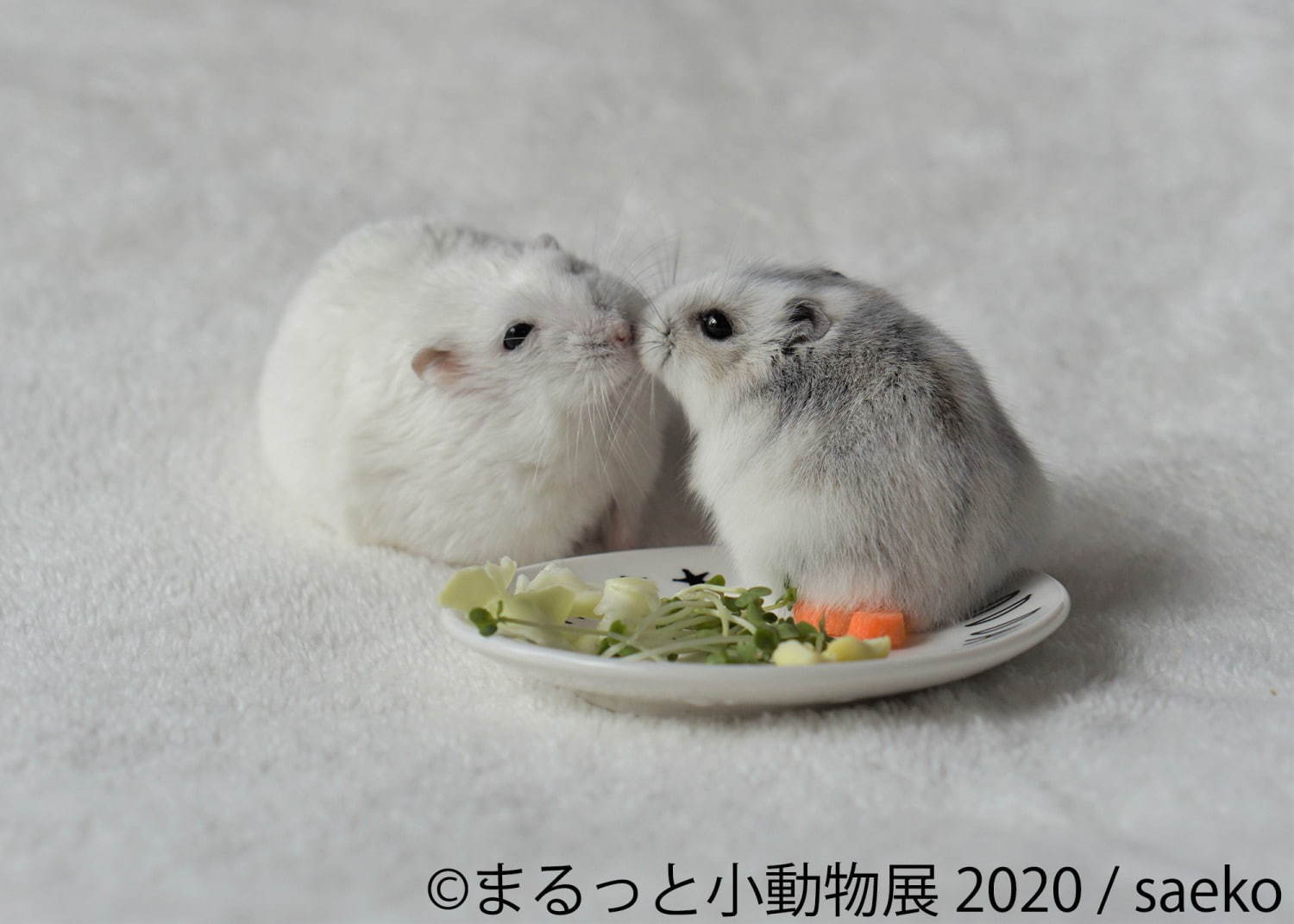 写真展＆物販展「まるっと小動物展」名古屋・東京で - フェレット＆デグーが新登場、過去最大規模に｜写真7