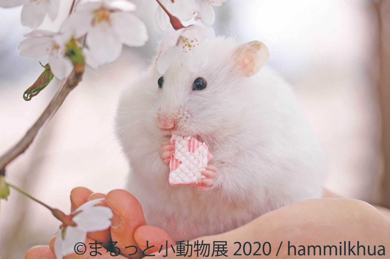 写真展＆物販展「まるっと小動物展」名古屋・東京で - フェレット＆デグーが新登場、過去最大規模に｜写真5