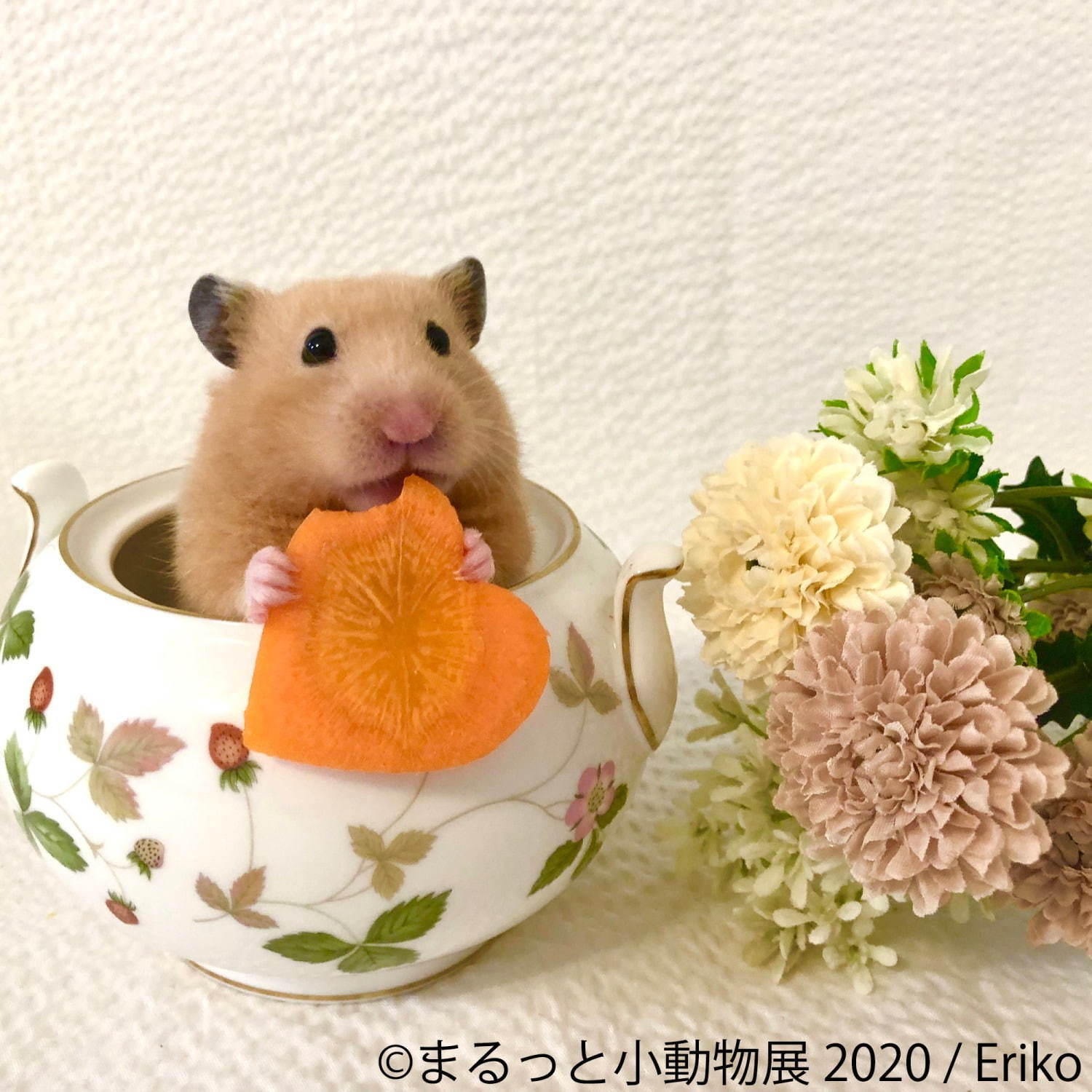 写真展＆物販展「まるっと小動物展」名古屋・東京で - フェレット＆デグーが新登場、過去最大規模に｜写真4