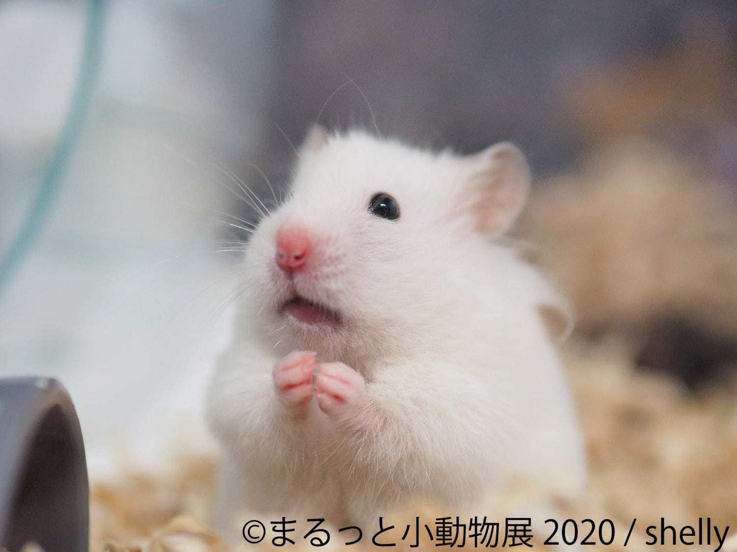 写真展＆物販展「まるっと小動物展」名古屋・東京で - フェレット＆デグーが新登場、過去最大規模に｜写真8