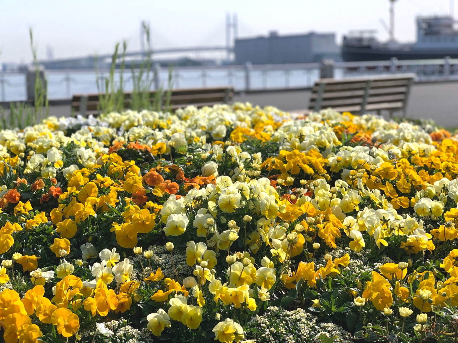 「ガーデンネックレス横浜」花と街歩き、みなとみらいの桜並木やバラ主役のイベント - 山下公園などで｜写真1