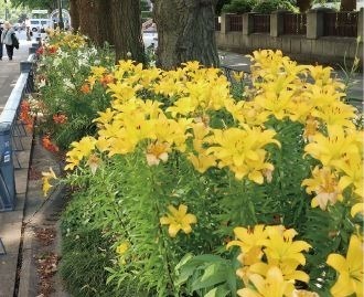 「ガーデンネックレス横浜」花と街歩き、みなとみらいの桜並木やバラ主役のイベント - 山下公園などで｜写真5