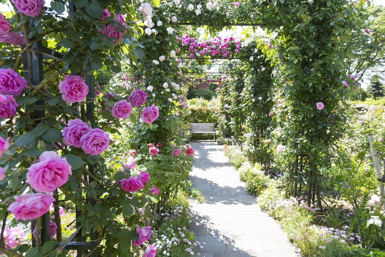 「ガーデンネックレス横浜」花と街歩き、みなとみらいの桜並木やバラ主役のイベント - 山下公園などで｜写真6