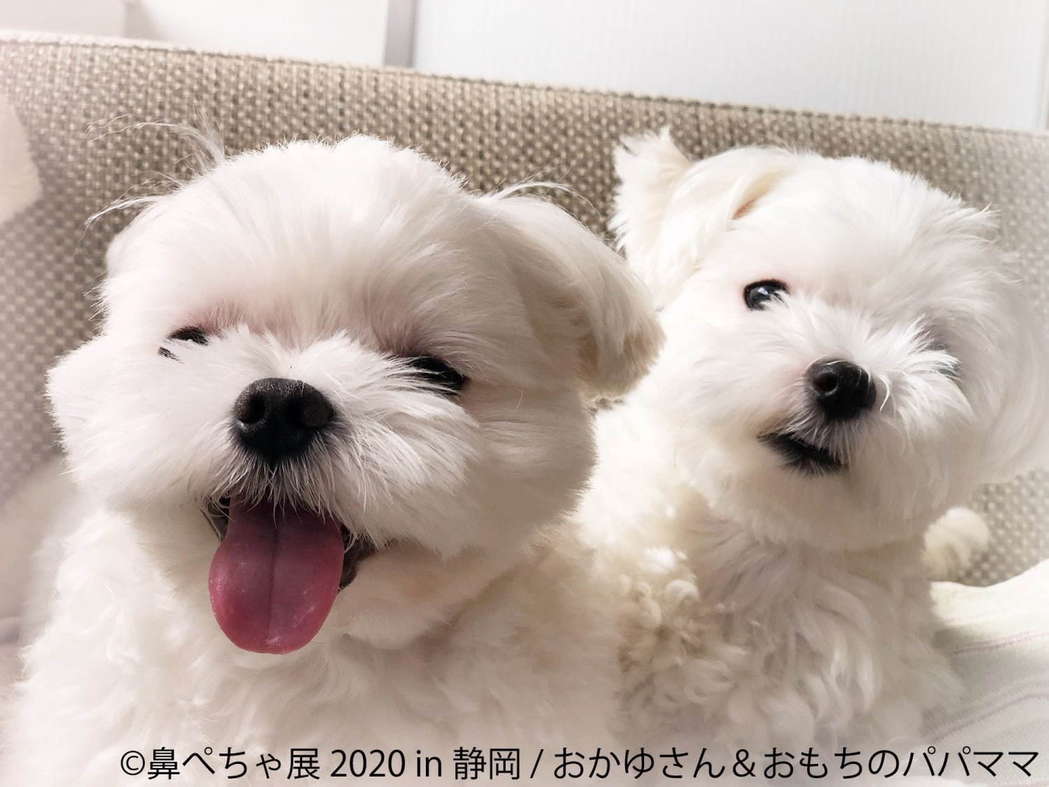 「鼻ぺちゃ展」静岡パルコで、ブルドッグやパグなど“鼻ぺちゃ犬”の写真＆グッズが集結｜写真6