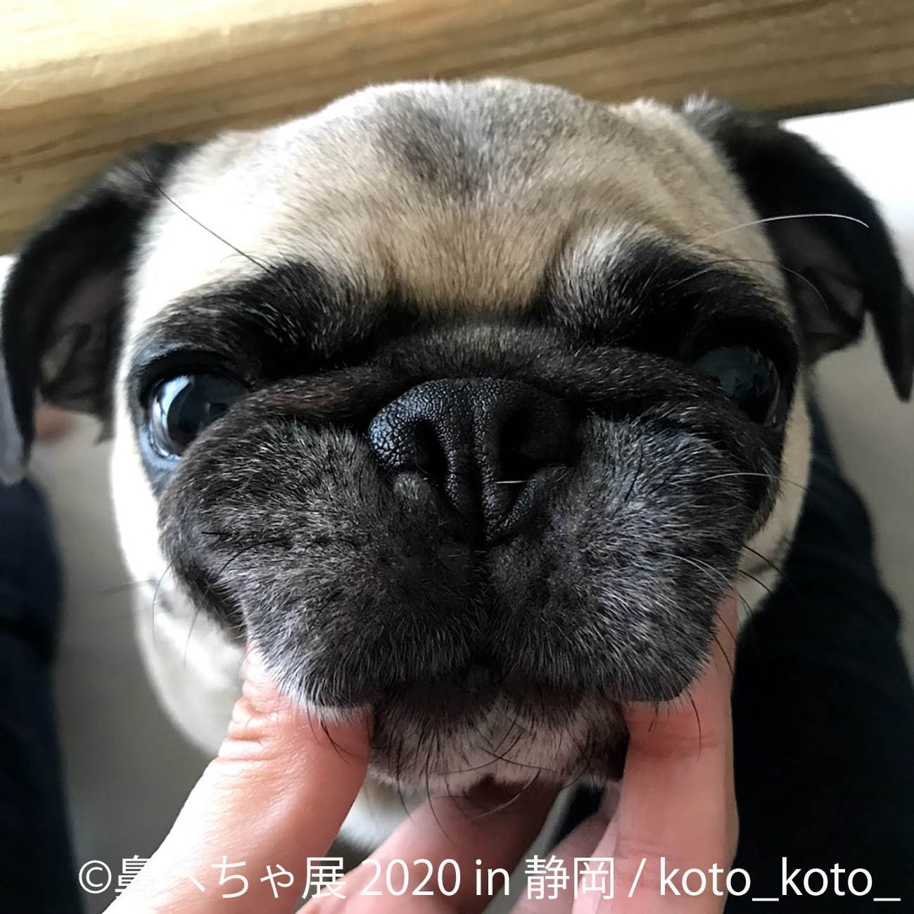 「鼻ぺちゃ展」静岡パルコで、ブルドッグやパグなど“鼻ぺちゃ犬”の写真＆グッズが集結｜写真4