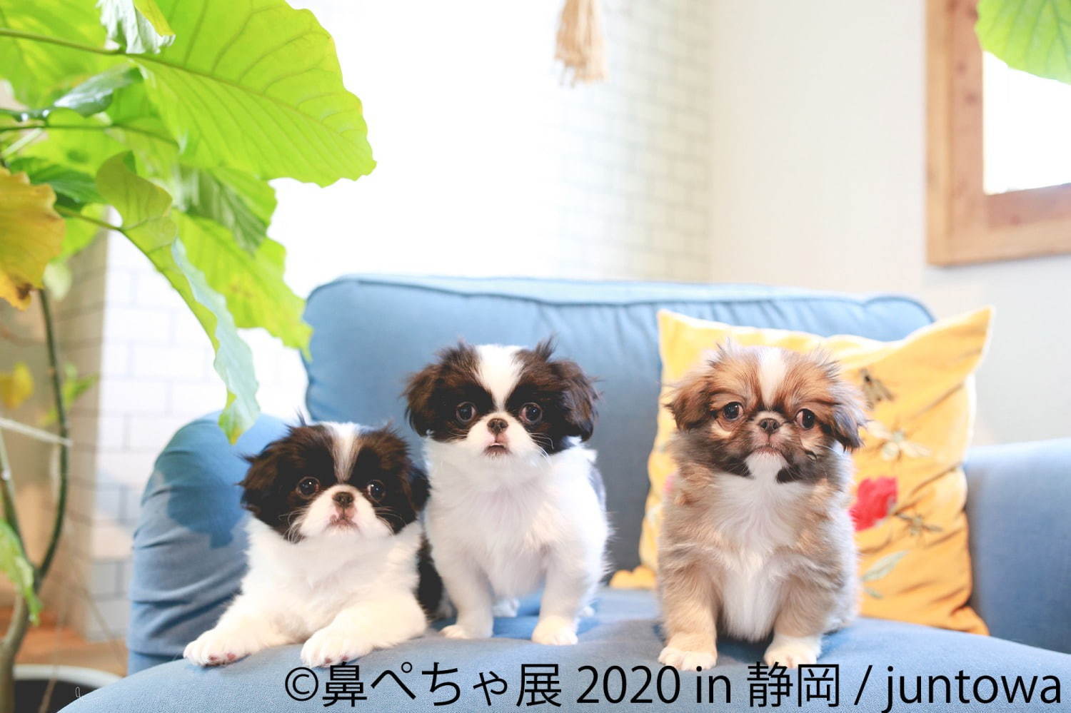 「鼻ぺちゃ展」静岡パルコで、ブルドッグやパグなど“鼻ぺちゃ犬”の写真＆グッズが集結｜写真3