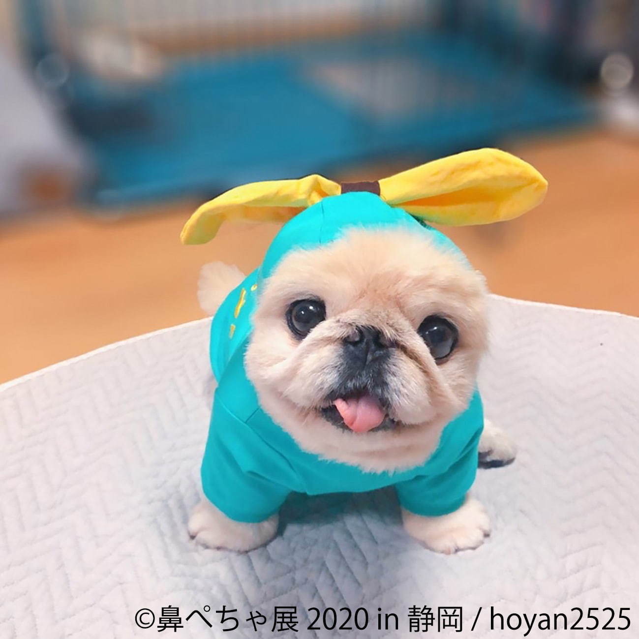 「鼻ぺちゃ展」静岡パルコで、ブルドッグやパグなど“鼻ぺちゃ犬”の写真＆グッズが集結｜写真2