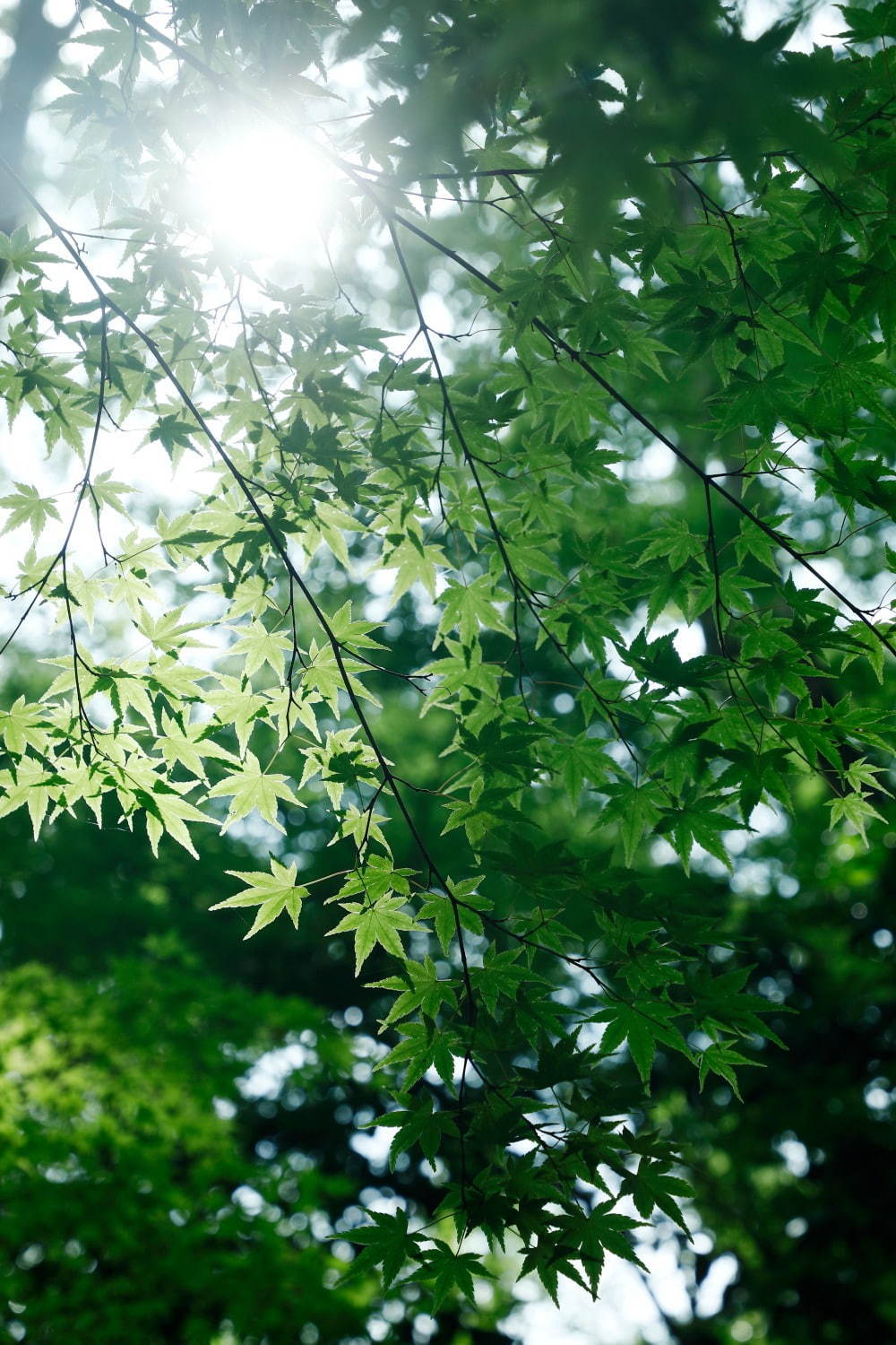 アマン京都、初夏のアフタヌーンティー「水無月」新緑きらめくテラスで“和菓子風”スイーツを嗜む｜写真11