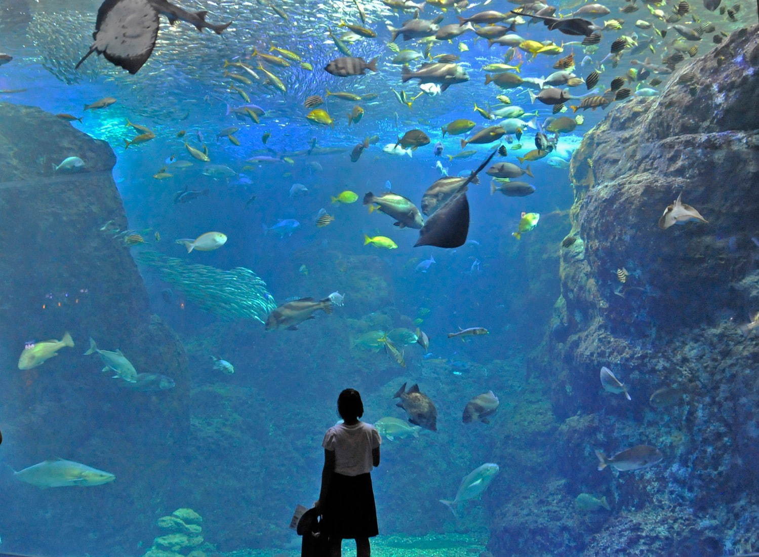 「新江ノ島水族館」クラゲが主役の限定イベント、”秋の海中散歩”がテーマの展示も｜写真6