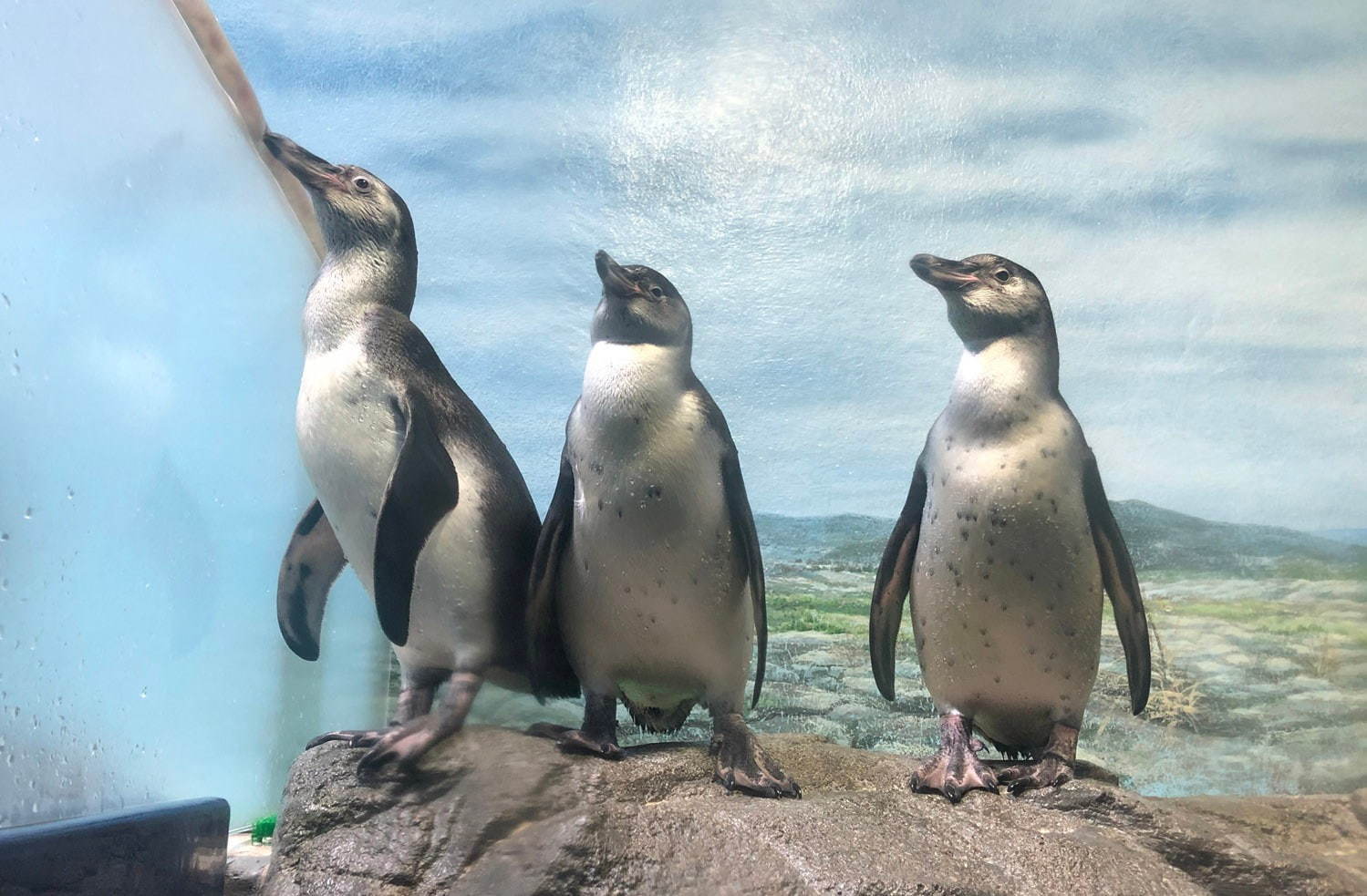 「新江ノ島水族館」クラゲが主役の限定イベント、”秋の海中散歩”がテーマの展示も｜写真4