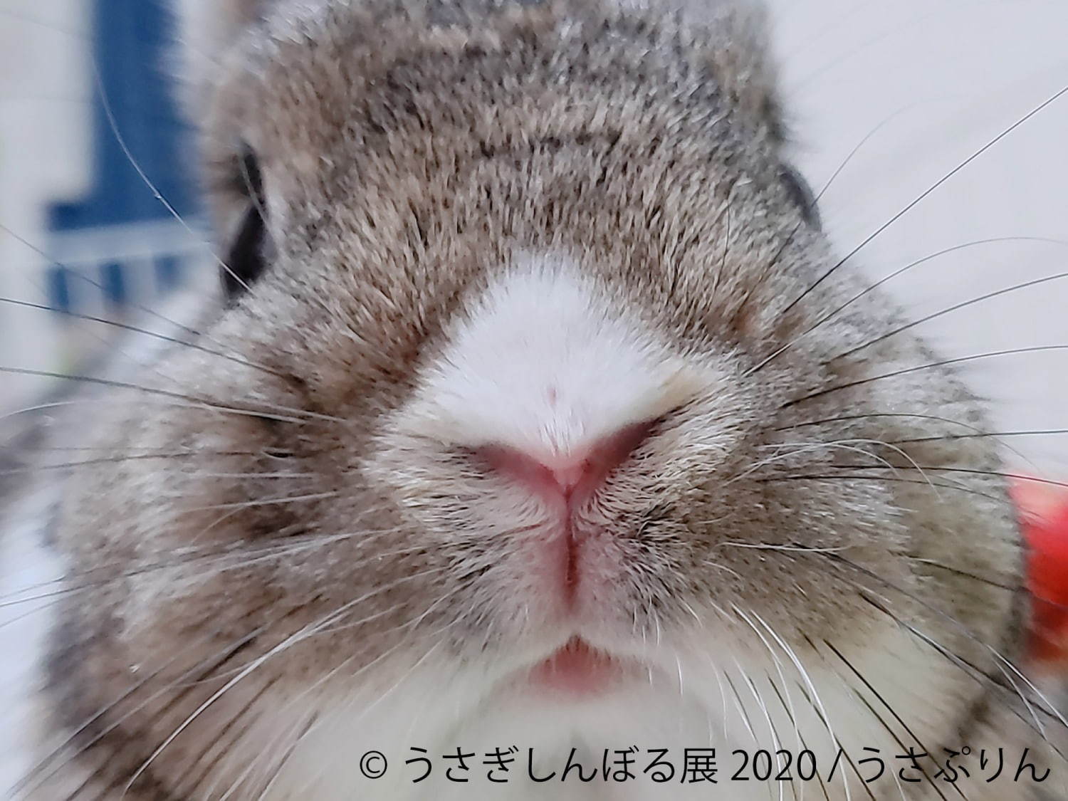 うさぎの合同写真展「うさぎしんぼる展」東京・名古屋で、過去最大規模の作品展示＆グッズ販売も｜写真8