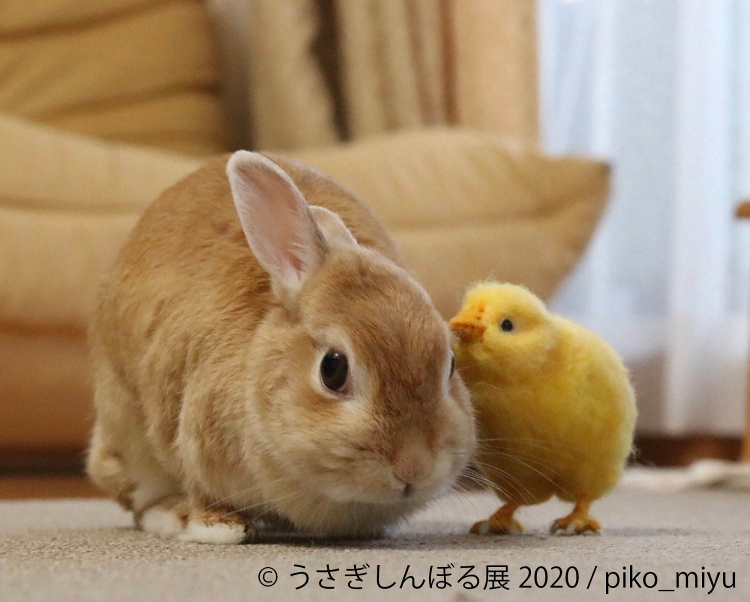 うさぎの合同写真展「うさぎしんぼる展」東京・名古屋で、過去最大規模の作品展示＆グッズ販売も｜写真4