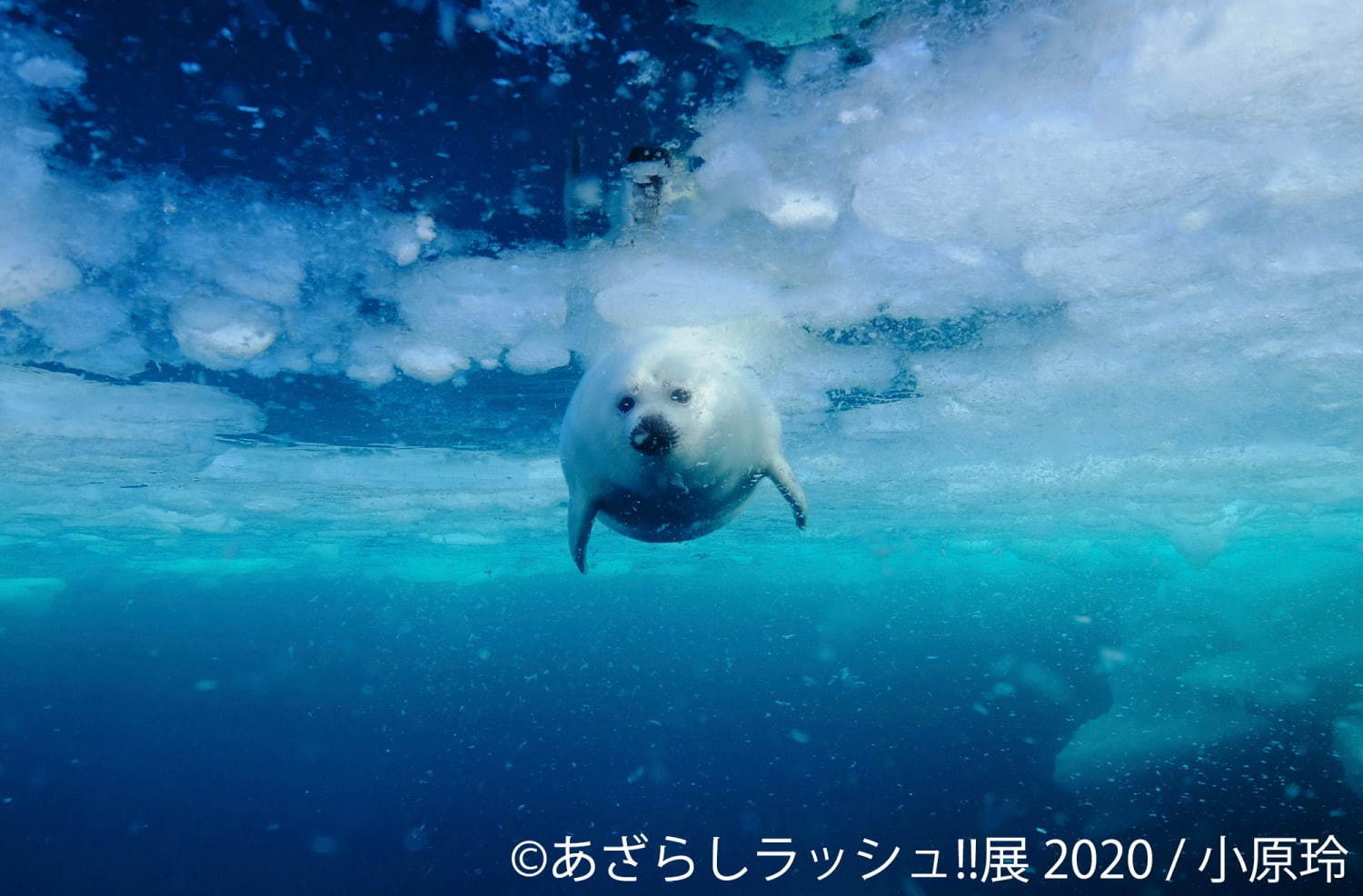 「あざらしラッシュ!!展」東京・名古屋で、“アザラシの赤ちゃん”写真やイラスト展示＆グッズ販売も｜写真3