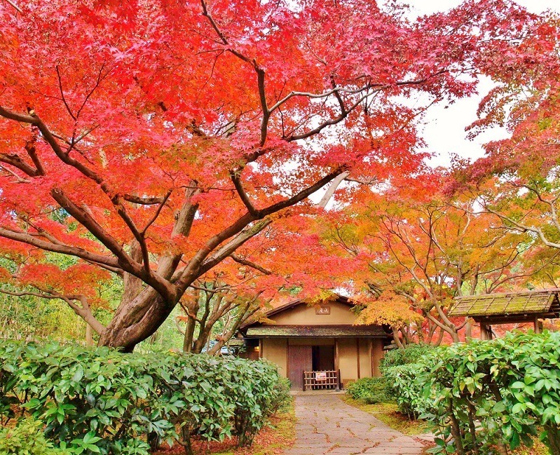 大阪・万博記念公園「紅葉まつり」約1万本の木々が織りなす秋の絶景、夜間ライトアップも｜写真1