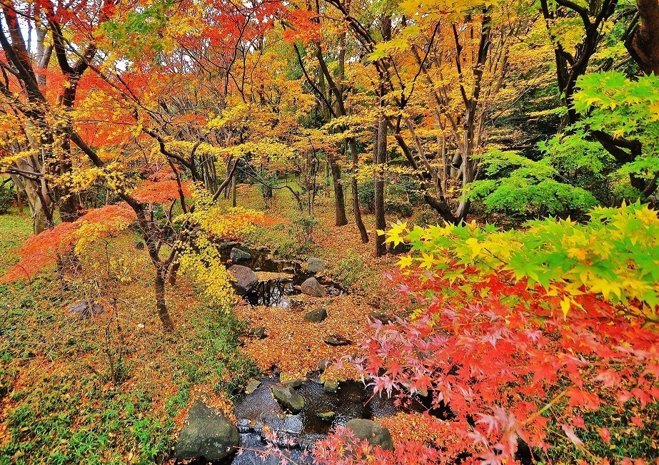 東京・千代田区の紅葉おすすめの名所・穴場6選 - 日比谷公園や靖国神社が秋の彩りに｜写真2