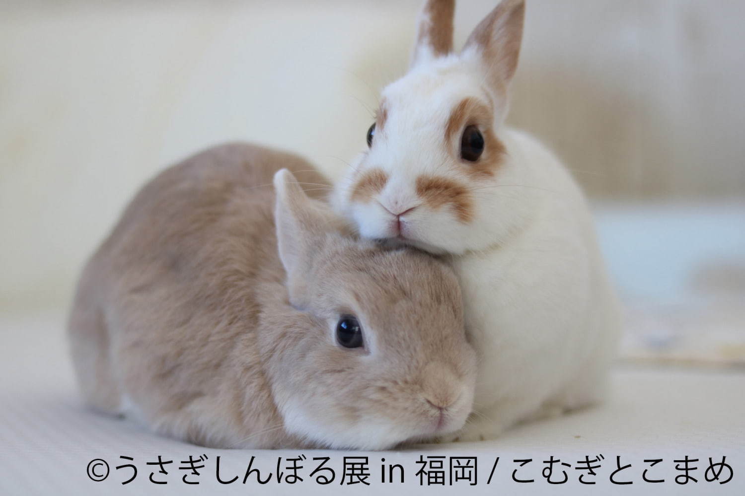 うさぎの合同写真＆物販展「うさぎしんぼる展」福岡初上陸、うさぎグッズなど福岡パルコで販売｜写真10