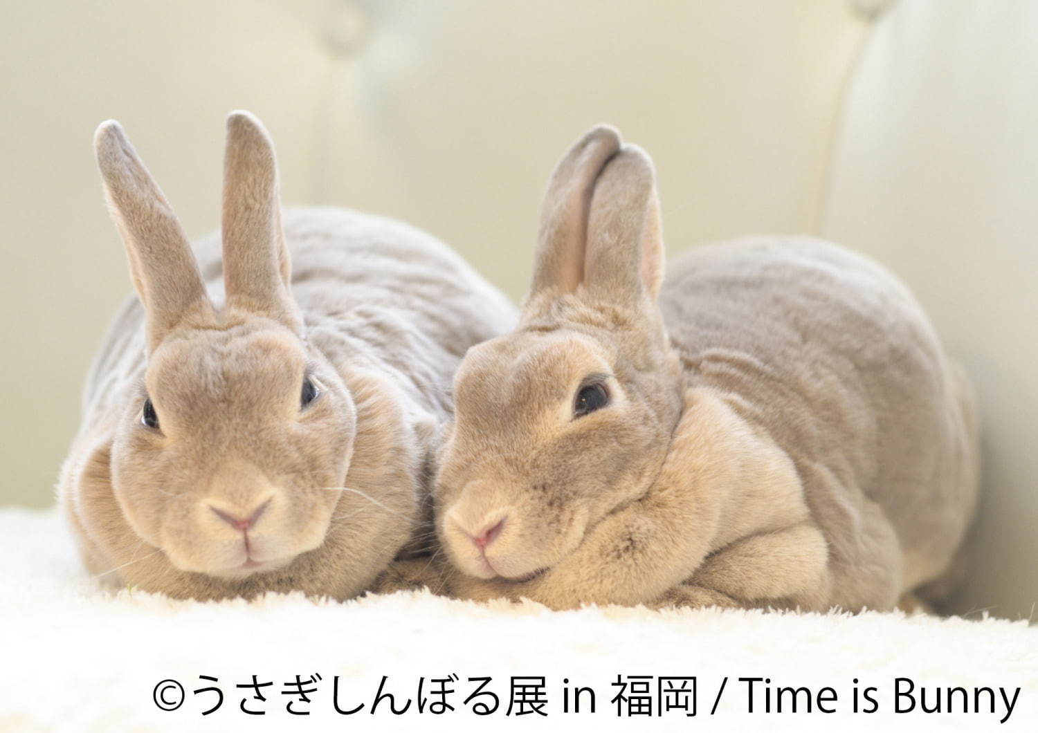 うさぎの合同写真＆物販展「うさぎしんぼる展」福岡初上陸、うさぎグッズなど福岡パルコで販売｜写真5