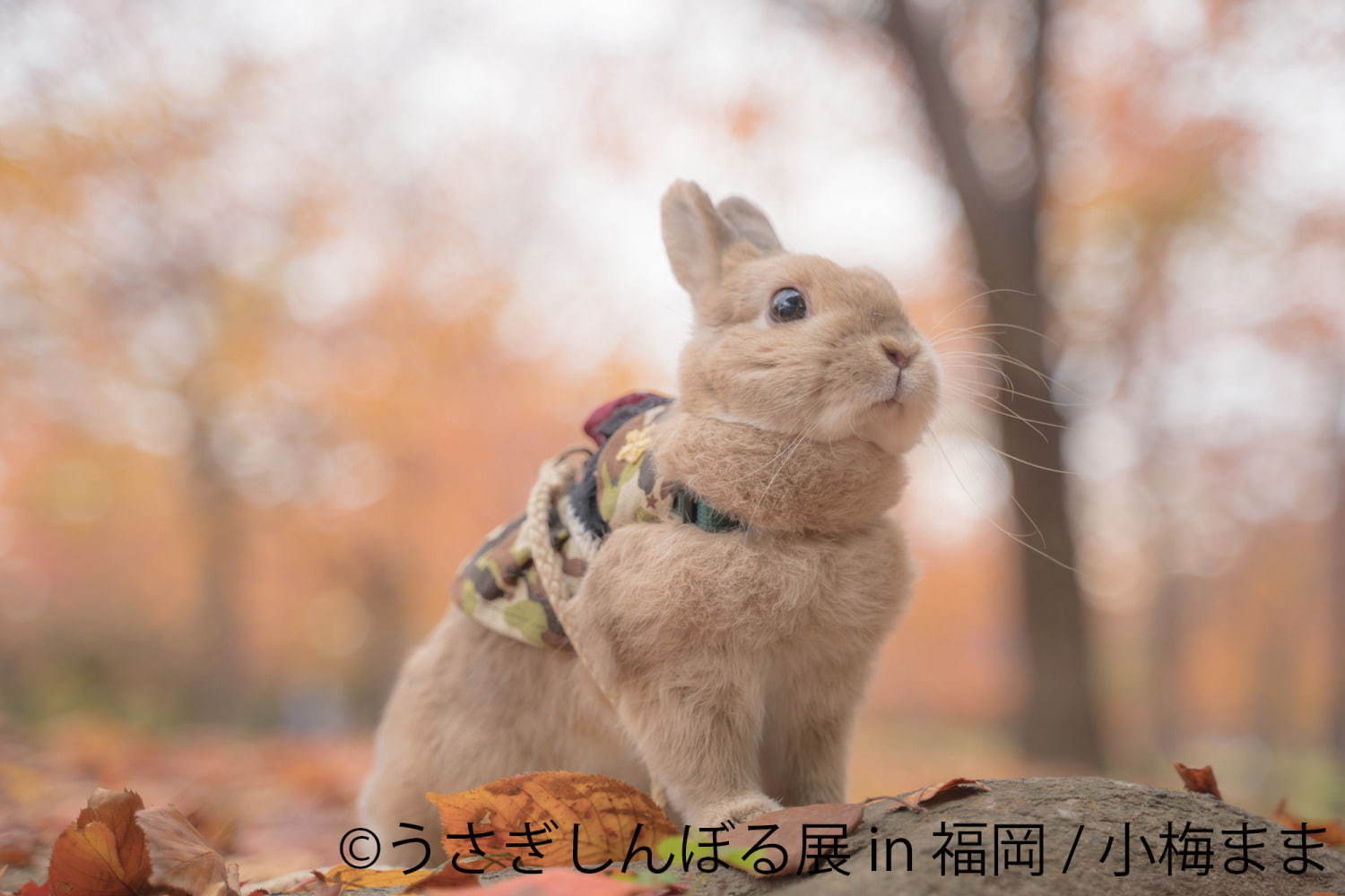 うさぎの合同写真＆物販展「うさぎしんぼる展」福岡初上陸、うさぎグッズなど福岡パルコで販売｜写真14