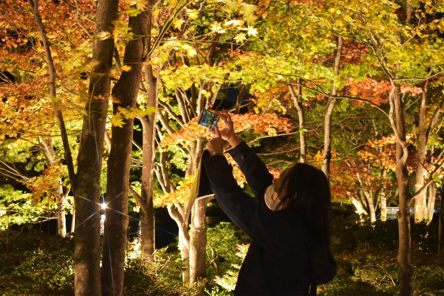 “秋の紅葉ライトアップ”が東京・国営昭和記念公園で、イチョウ並木＆日本庭園に美しい光の演出｜写真4