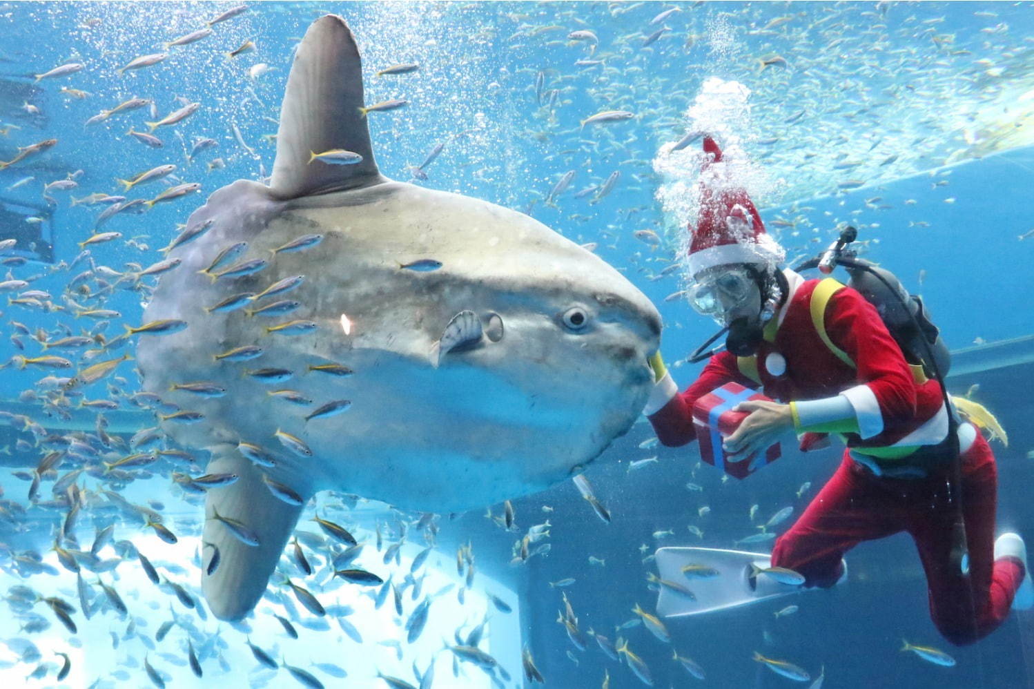 横浜・八景島シーパラダイスのクリスマス、5万尾のイワシ大群が舞う幻想的なショーやペンギンパレードなど｜写真13