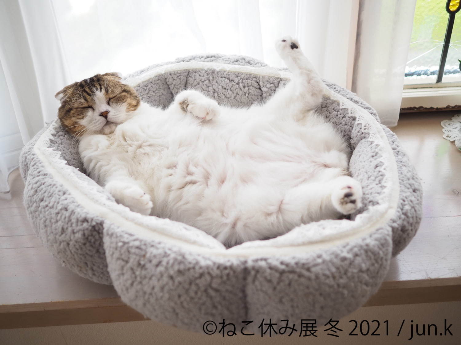 猫の合同写真＆物販展「ねこ休み展」が東京・浅草橋で、"スター猫"の未公開作品展示や限定グッズ｜写真2