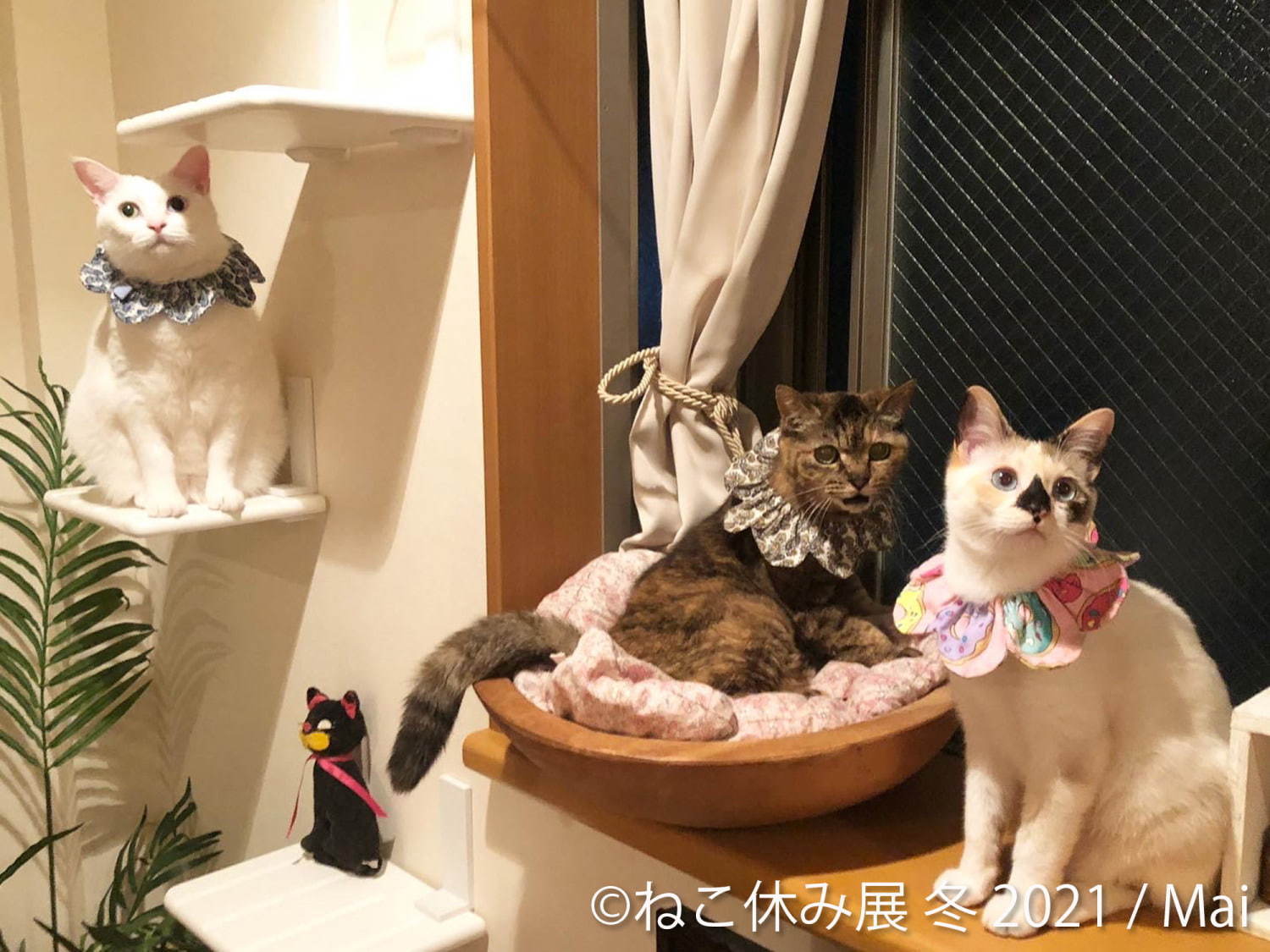 猫の合同写真＆物販展「ねこ休み展」が東京・浅草橋で、"スター猫"の未公開作品展示や限定グッズ｜写真4