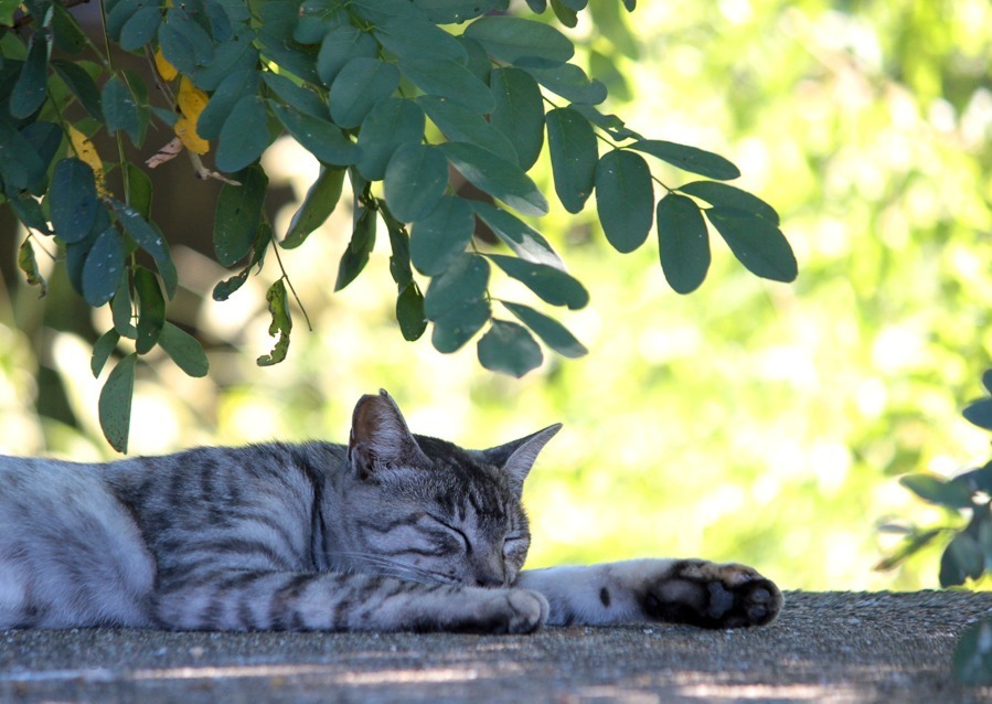 “もふもふの祭典”「もふあつめ展」大阪・天王寺で、猫をはじめ動物の写真や雑貨など800点以上｜写真10