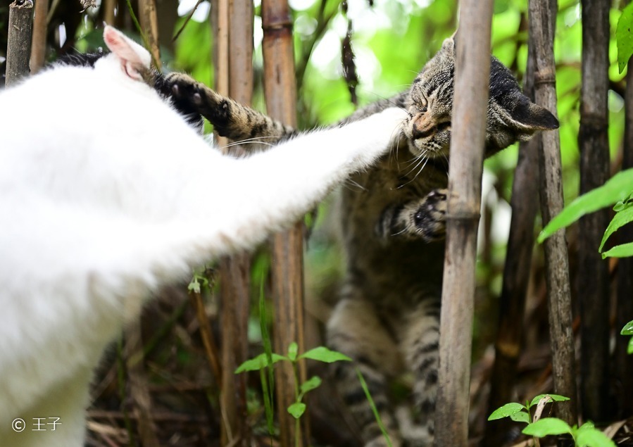 “もふもふの祭典”「もふあつめ展」大阪・天王寺で、猫をはじめ動物の写真や雑貨など800点以上｜写真9