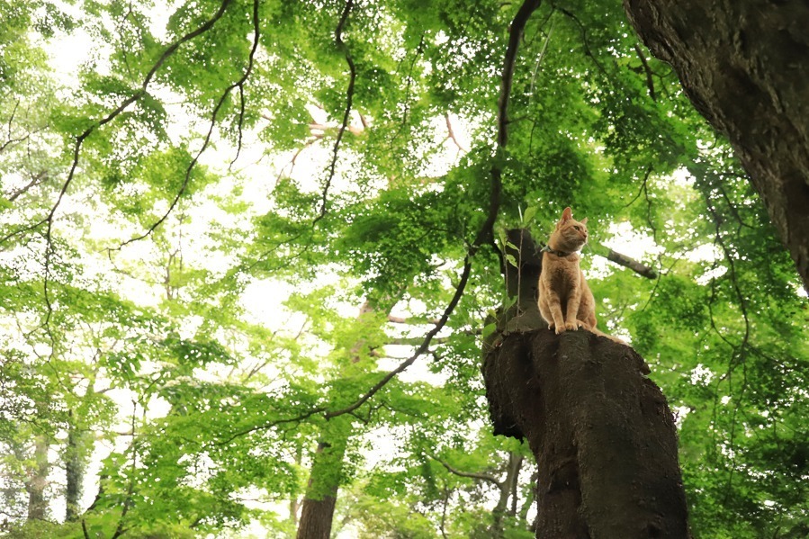 “もふもふの祭典”「もふあつめ展」大阪・天王寺で、猫をはじめ動物の写真や雑貨など800点以上｜写真11