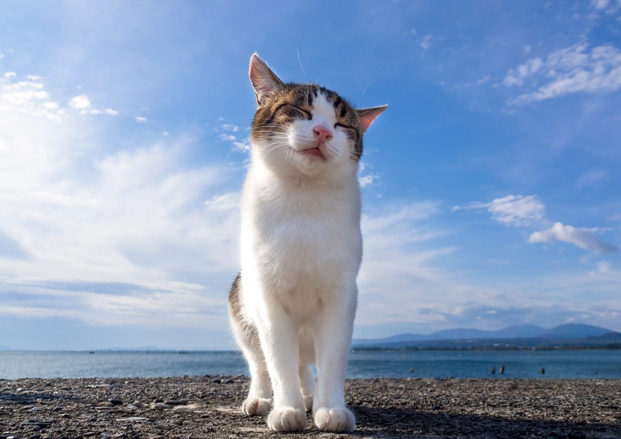 “もふもふの祭典”「もふあつめ展」大阪・天王寺で、猫をはじめ動物の写真や雑貨など800点以上｜写真7