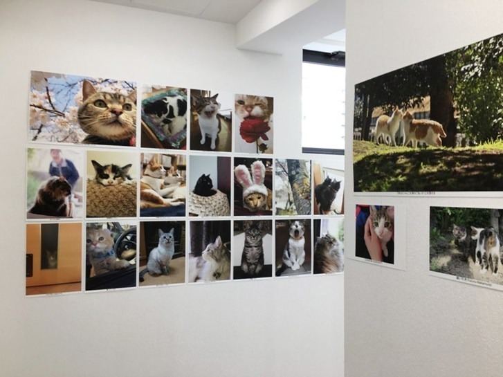 “もふもふの祭典”「もふあつめ展」大阪・天王寺で、猫をはじめ動物の写真や雑貨など800点以上｜写真5