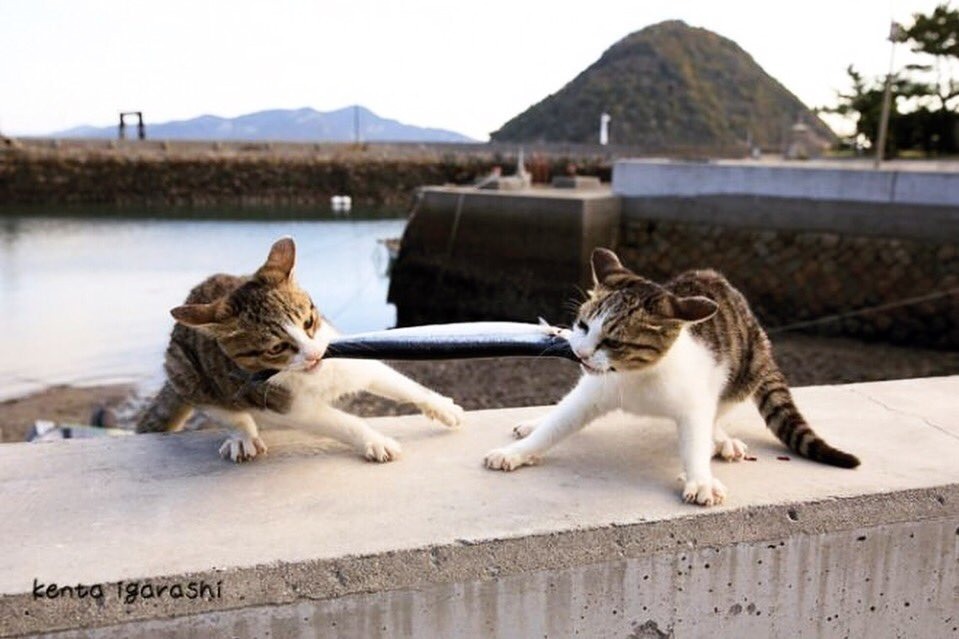 “もふもふの祭典”「もふあつめ展」大阪・天王寺で、猫をはじめ動物の写真や雑貨など800点以上｜写真8