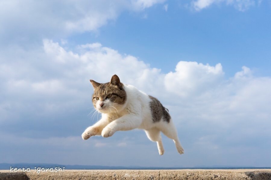 “もふもふの祭典”「もふあつめ展」大阪・天王寺で、猫をはじめ動物の写真や雑貨など800点以上｜写真1