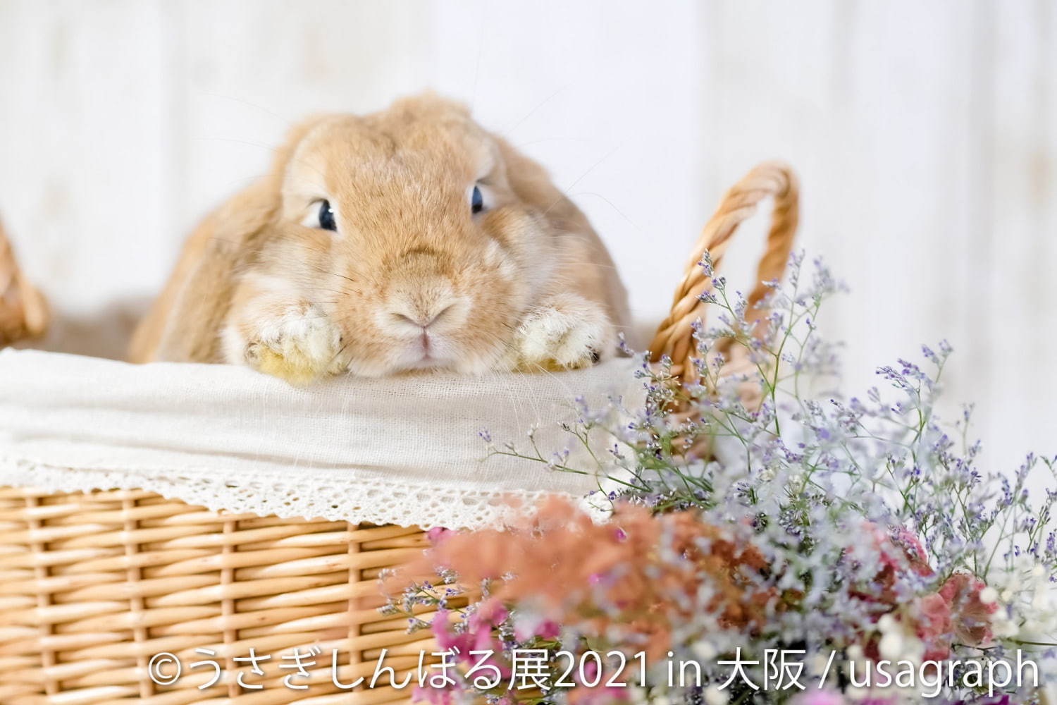 「うさぎしんぼる展」"過去最大規模"のうさぎ合同写真＆物販展がルクア大阪で、限定グッズも｜写真2