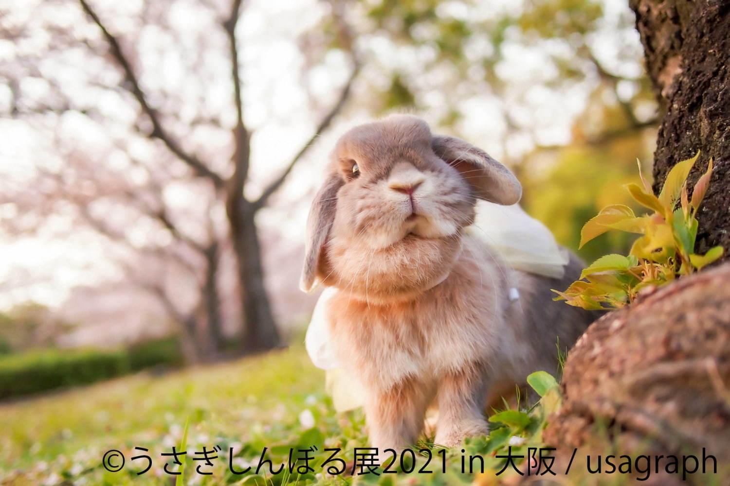 「うさぎしんぼる展」"過去最大規模"のうさぎ合同写真＆物販展がルクア大阪で、限定グッズも｜写真4