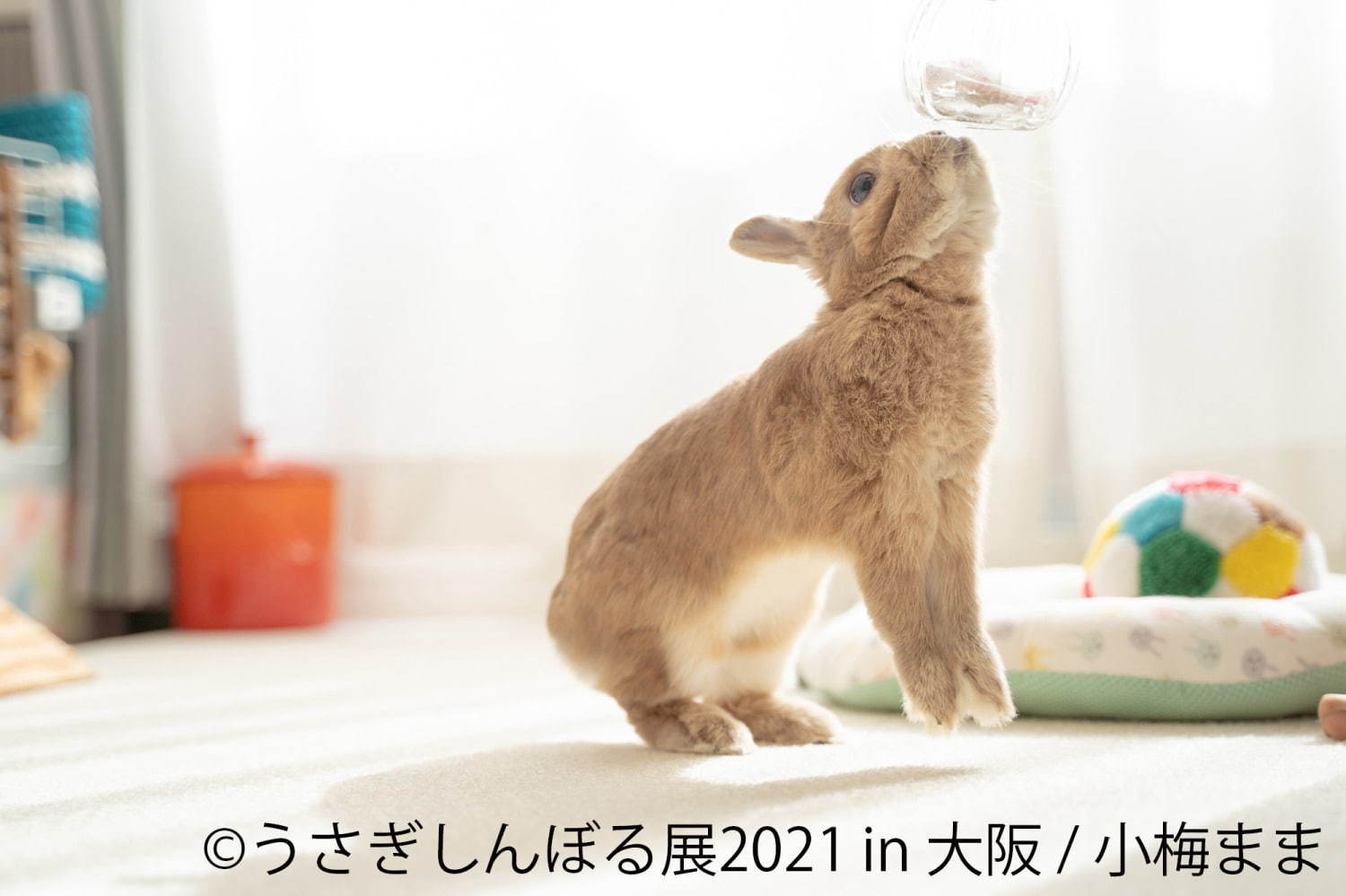 「うさぎしんぼる展」"過去最大規模"のうさぎ合同写真＆物販展がルクア大阪で、限定グッズも｜写真12