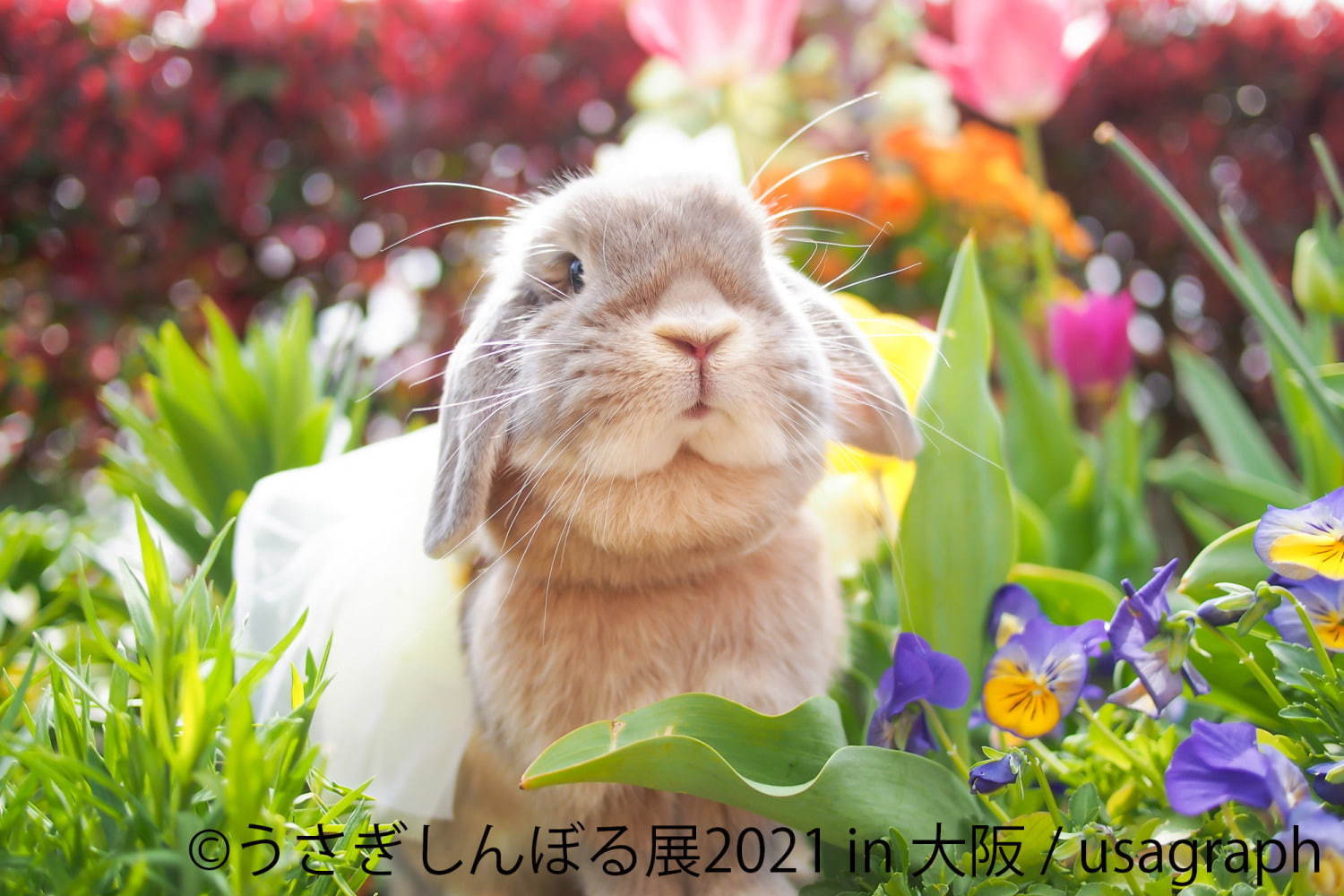 「うさぎしんぼる展」"過去最大規模"のうさぎ合同写真＆物販展がルクア大阪で、限定グッズも｜写真3