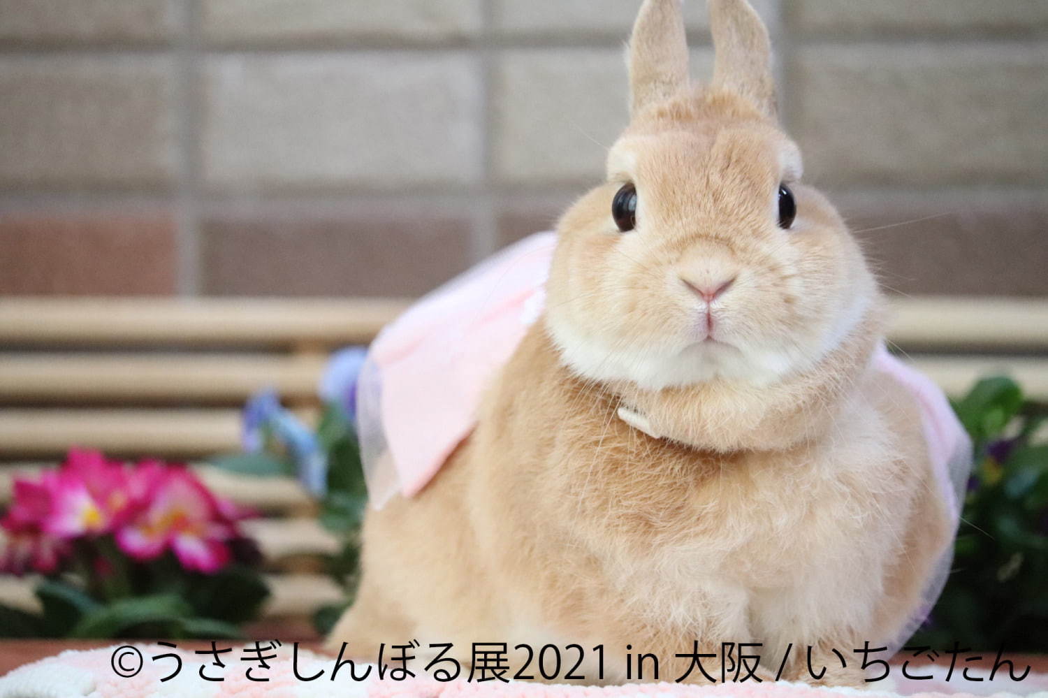 「うさぎしんぼる展」"過去最大規模"のうさぎ合同写真＆物販展がルクア大阪で、限定グッズも｜写真5