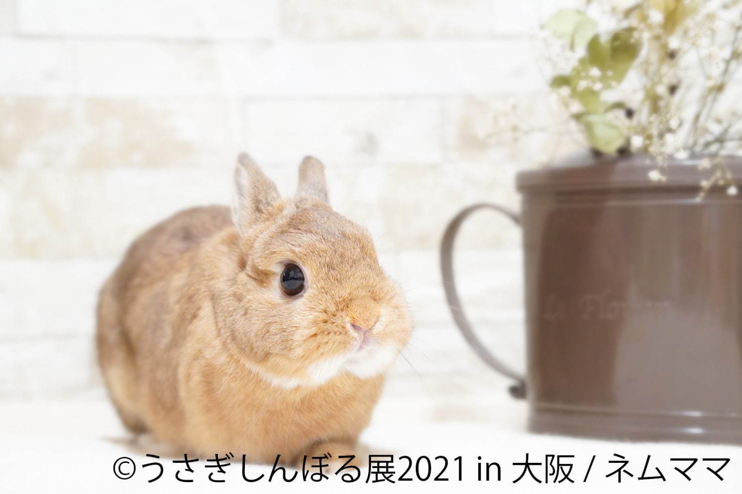 「うさぎしんぼる展」"過去最大規模"のうさぎ合同写真＆物販展がルクア大阪で、限定グッズも｜写真7