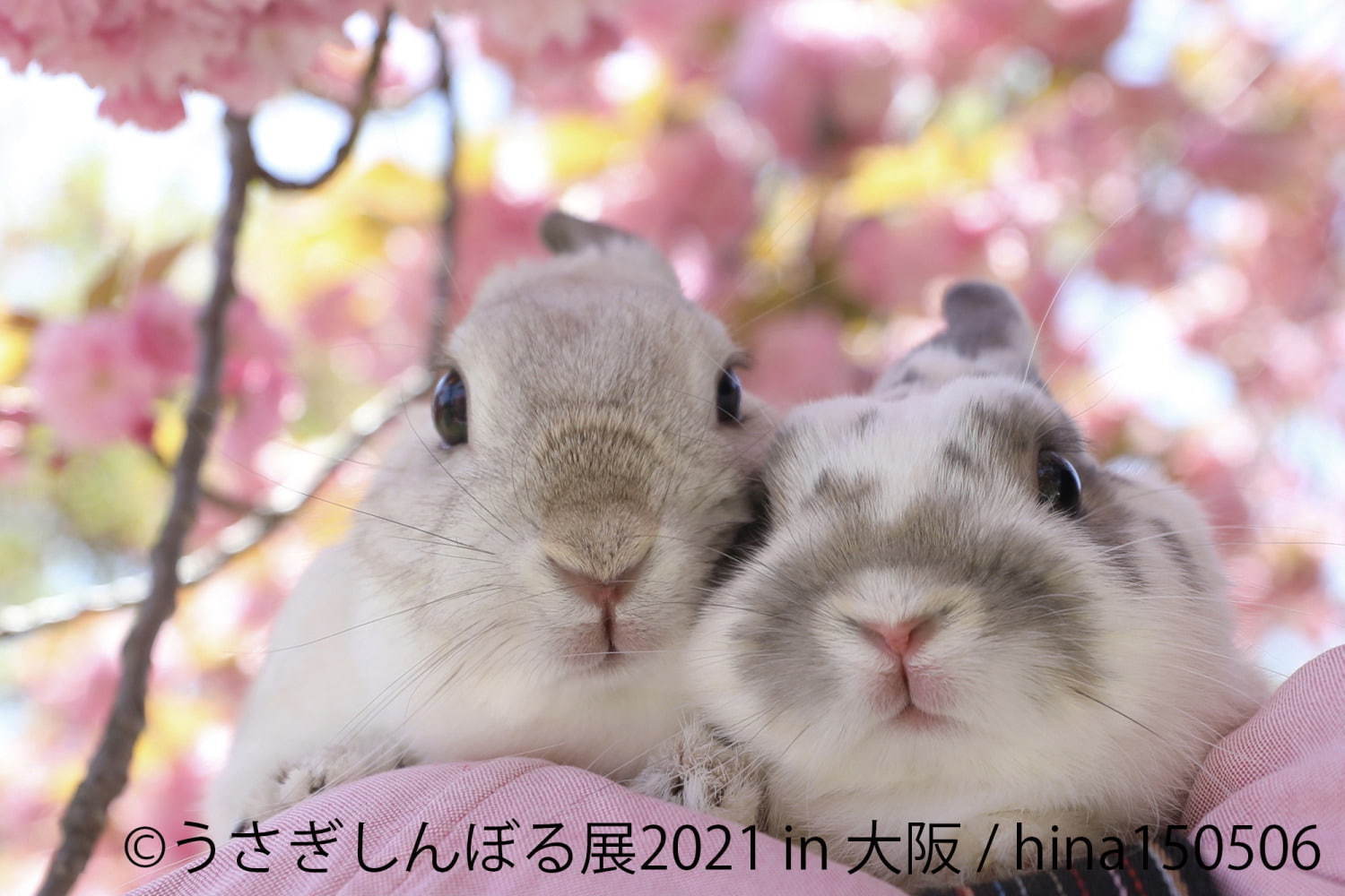 「うさぎしんぼる展」"過去最大規模"のうさぎ合同写真＆物販展がルクア大阪で、限定グッズも｜写真13