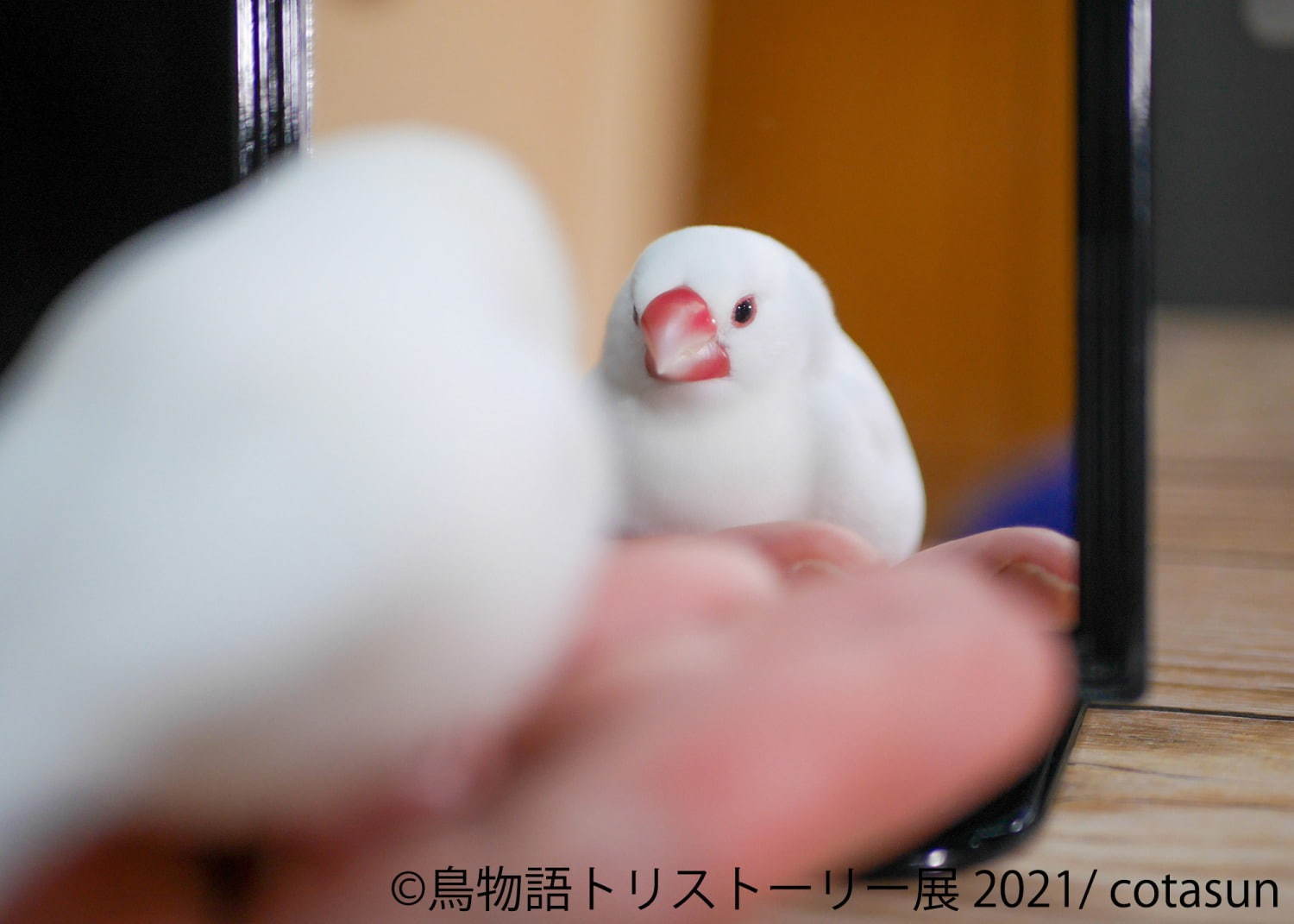 「⿃物語トリストーリー展」東京＆名古屋で“幻の鳥”やインコの美しい写真、人気クリエイターのグッズも｜写真4