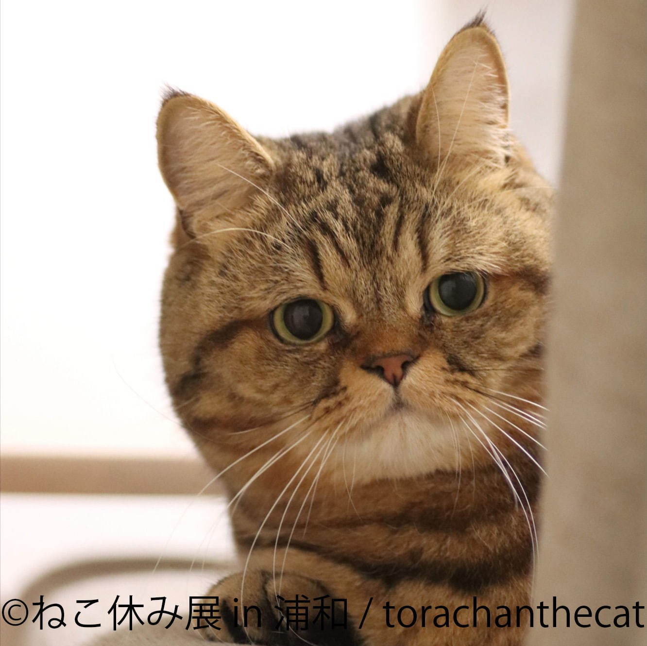 猫の合同写真展「ねこ休み展」浦和パルコで、“ほんわか癒し系”猫写真を展示＆限定グッズ販売も｜写真5