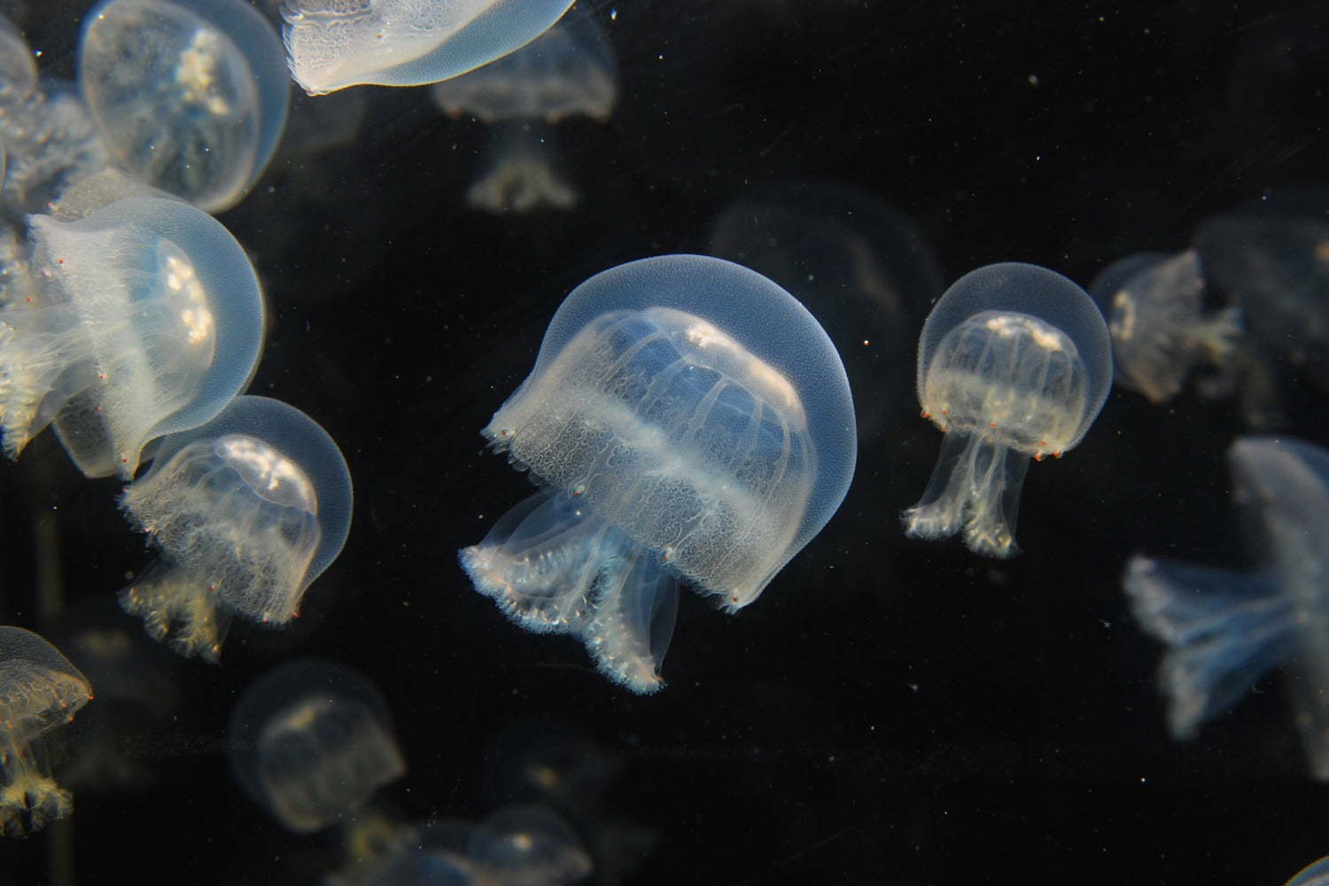 新江ノ島水族館の春イベント - クラゲ×桜の幻想空間＆アマゾンの魚など世界各地の生き物集結｜写真0