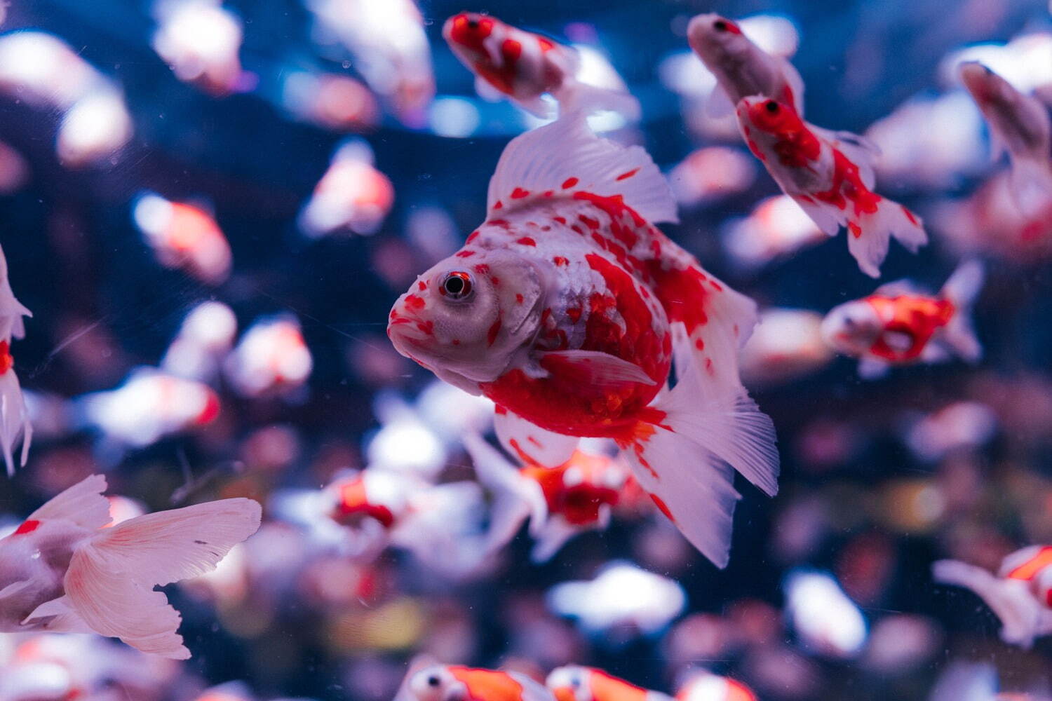 アートアクアリウム美術館“桜色の空間”で金魚とお花見、春イベント「桜金魚 舞い泳ぐ」日本橋で｜写真18